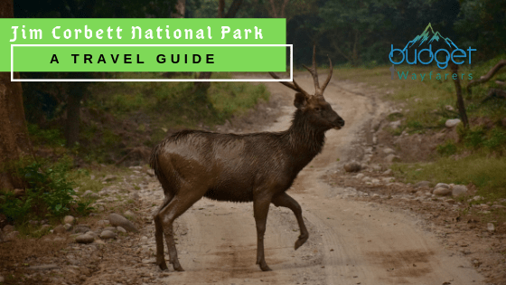 A First Time Traveler’s Experience at Jim Corbett National Park