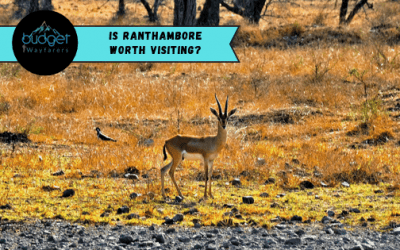 Is Ranthambore Worth Visiting?