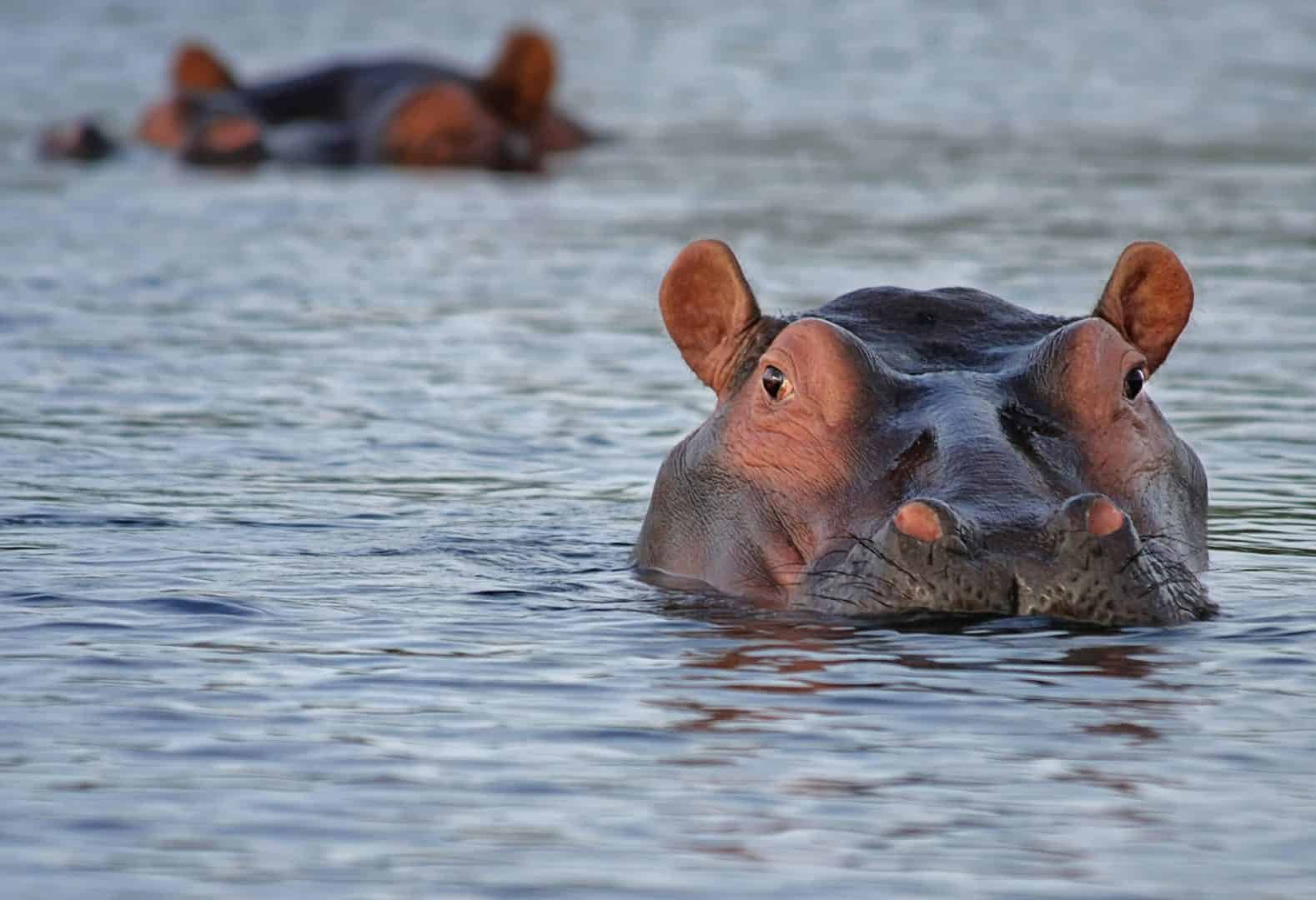 Wildlife in Lake Tana