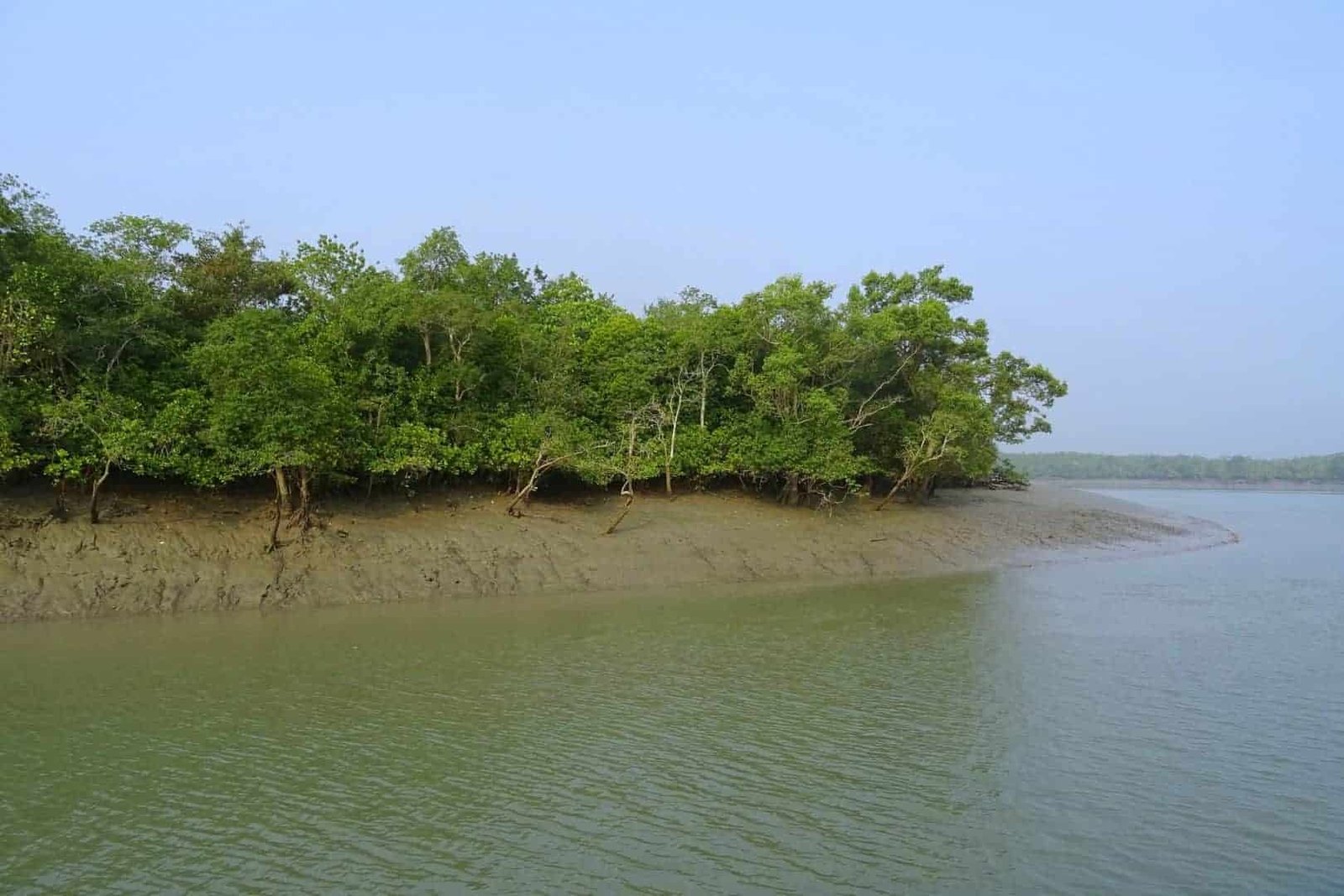 Mangrove Sunderban