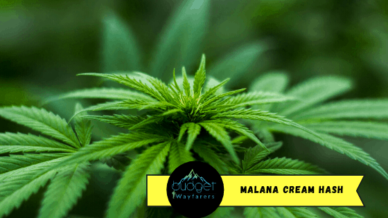 Malana Cream Hash: Popular Among Travelers but ILLEGAL in India – Do not Consume